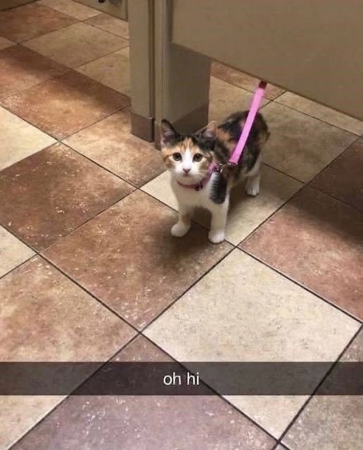 Cats_ooc's tweet photo. https://t.co/iJWrDaw9SI