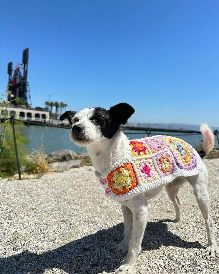 MarciaAly01's tweet photo. Doguinho criado com a Vó!!! https://t.co/7TqWA11j4R
