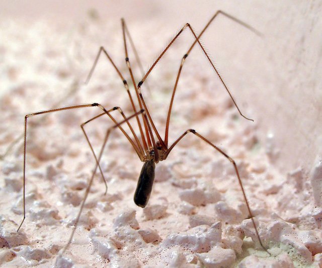 Strange0406's tweet photo. Daddy longlegs were never spiders🕷️❌

They don’t make venom &amp; don’t spin silk.

When danger comes, they simply detach a leg &amp; escape.

This fragile-looking creature has outlived dinosaurs, ice ages &amp; countless predators for more than 400 million years

So what's their secret? https://t.co/cqDsLAH4bY