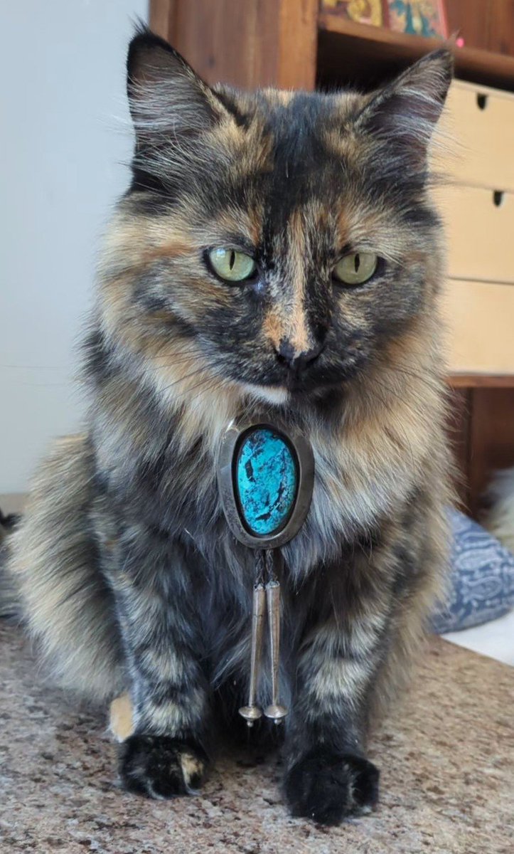 rparens's tweet photo. @halfabubble I bribed her to sit still for 10 milliseconds but she wouldn't set a price on looking happy about it https://t.co/QNG5S9W15v