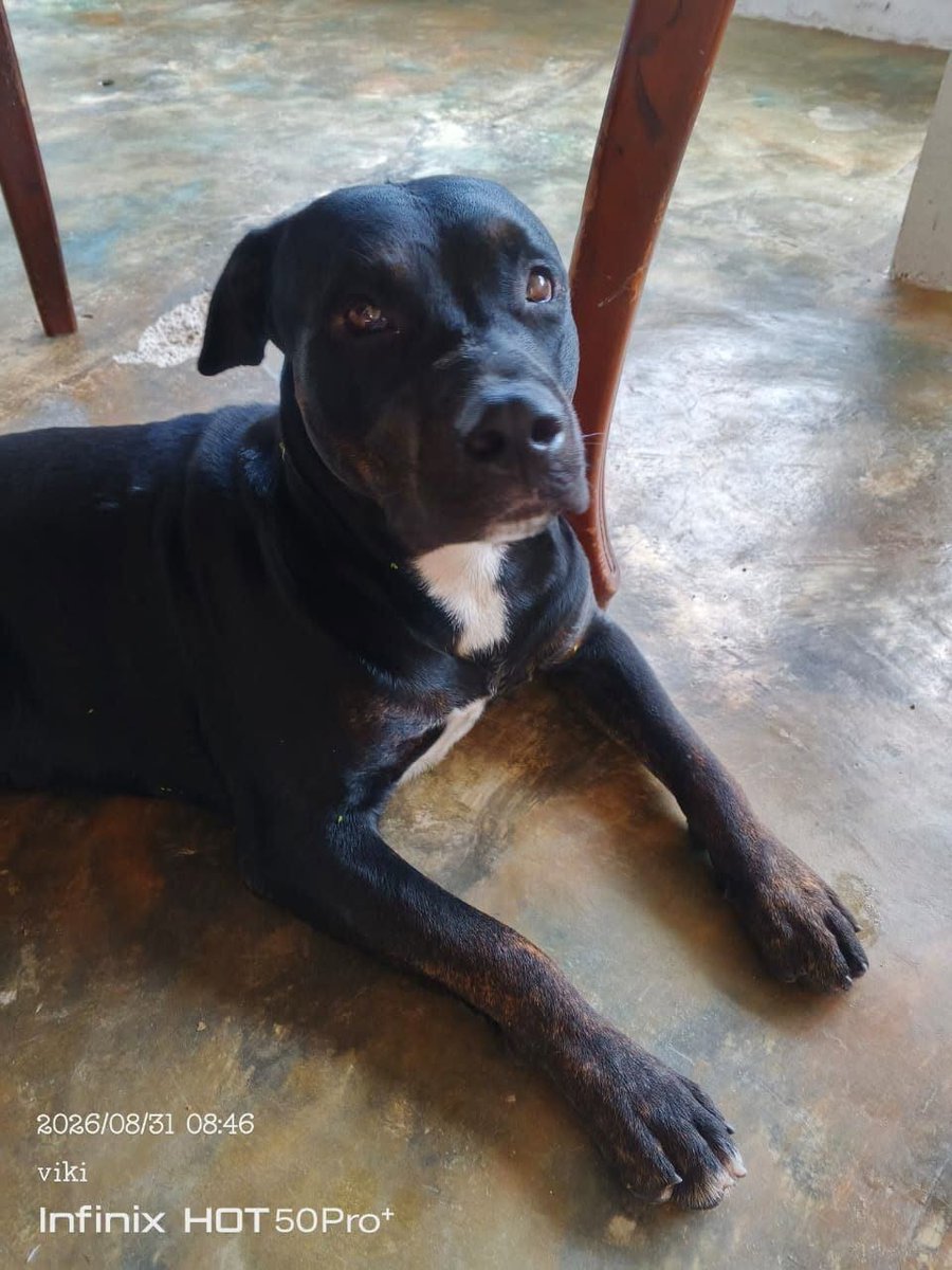 A64029345's tweet photo. Perrito que parece estar perdido o extraviado. Es de color negro, con una mancha blanca en el pecho. Es un amor, súper noble y cariñoso, de esos perritos que enamoran a cualquiera nada más conocerlos. Se encuentra en Caracas -Caricuao
04141961273 Lamentablemente https://t.co/F26ghmbE6O