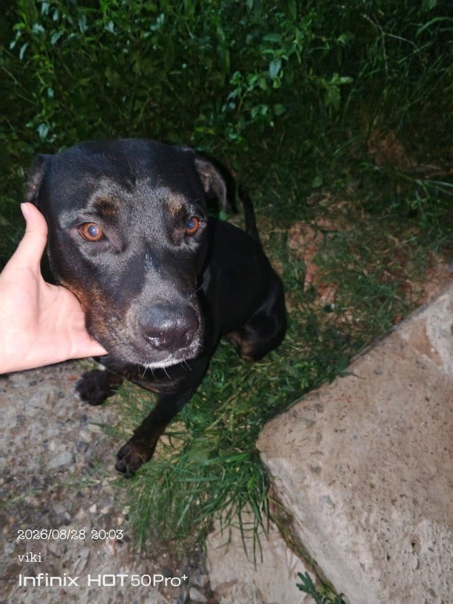 A64029345's tweet photo. Perrito que parece estar perdido o extraviado. Es de color negro, con una mancha blanca en el pecho. Es un amor, súper noble y cariñoso, de esos perritos que enamoran a cualquiera nada más conocerlos. Se encuentra en Caracas -Caricuao
04141961273 Lamentablemente https://t.co/F26ghmbE6O