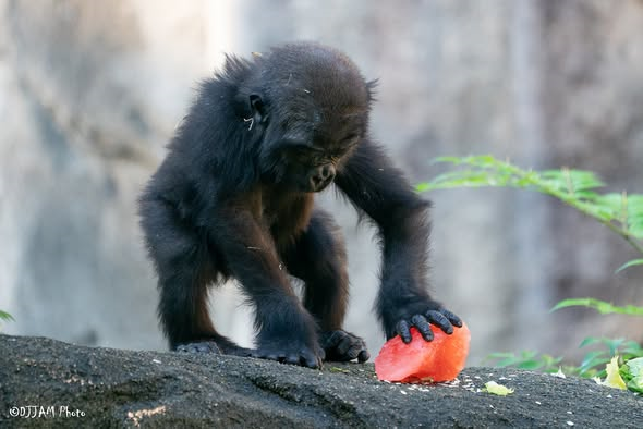 CincinnatiZoo's tweet photo. Lots of the animals at the Zoo enjoy frozen treats on hot summer days. Mboka Jo wasn't exactly sure what to do with his popsicle. https://t.co/Yvkku2MAQw