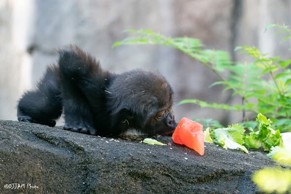 CincinnatiZoo's tweet photo. Lots of the animals at the Zoo enjoy frozen treats on hot summer days. Mboka Jo wasn't exactly sure what to do with his popsicle. https://t.co/Yvkku2MAQw
