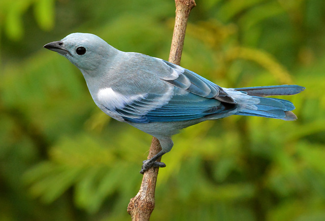 brasil_aves's tweet photo. 🇧🇷Sanhaço-da-amazônia
🌎Thraupis episcopus
Conservação: Pouco Preocupante

O sanhaço-da-amazônia é um Passeriforme da família Thraupidae. Também conhecido como saí-azul, sanhaço-azul e sanhaço-do-mamoeiro. No Maranhão é chamado de pipira-azul.

📷 Robson Czaban https://t.co/J06y4eguB6