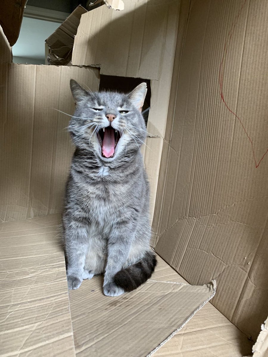 wahonty's tweet photo. wahkitty https://t.co/hX0f4H7C0K