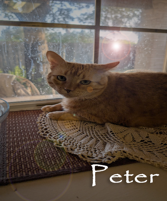 MuteExeDev's tweet photo. @Prioneye Happy birthday! This is her if she was peter: https://t.co/hwqxichZX8