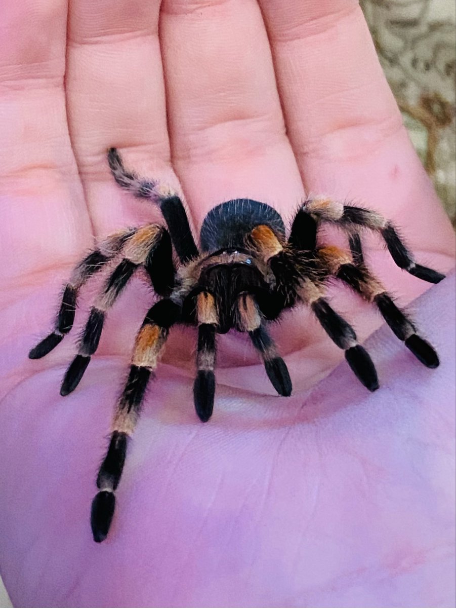 AwoosZoo's tweet photo. Pretty baby
#tarantula #spider #exoticpets https://t.co/VkDYxabDKj