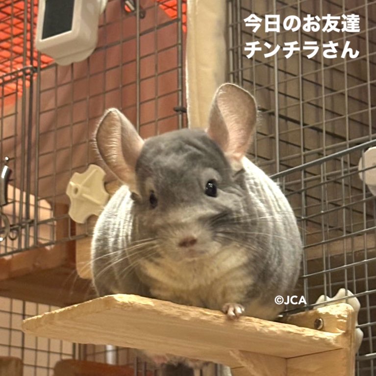 JapanChinchilla's tweet photo. こんにちは！チラビアくんだよ🐭✨

今日は電気火災のお話だよ💡

コンセントとプラグの間に埃がたまり、そこに湿度が加わると発火するトラッキング現象というのがあるよ。

僕らは砂や毛が舞い、埃を生みやすいから火事にならないようコンセント周りは特にお掃除して欲しいな🐭
1/4 https://t.co/nCfsVABQ4g