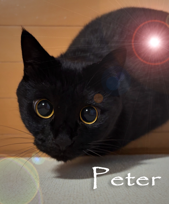 MuteExeDev's tweet photo. @uni_kuroneko This is your cat if they were peter: https://t.co/SnlsrYsNC1