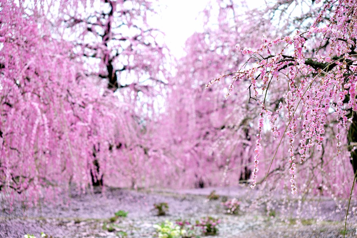 DavidJarosoi's tweet photo. The rain radar suggested only light rain around noon, so I visited Suzuka Forest Garden, reportedly congested with traffic every day. As expected, there was no traffic, I parked nearby, and the rain stopped for about an hour—perfect for photography https://t.co/fGriwkWYD2