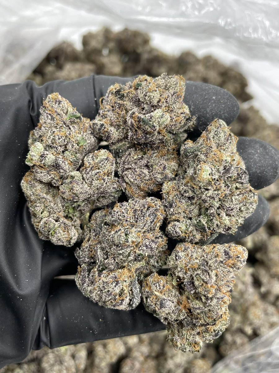 CharmcityVault's tweet photo. White Cherry Whammerz indoors
#bmorefreaks #baltimorefreaks #baltimoreweed #baltimoreplug https://t.co/jIefWvyBx5