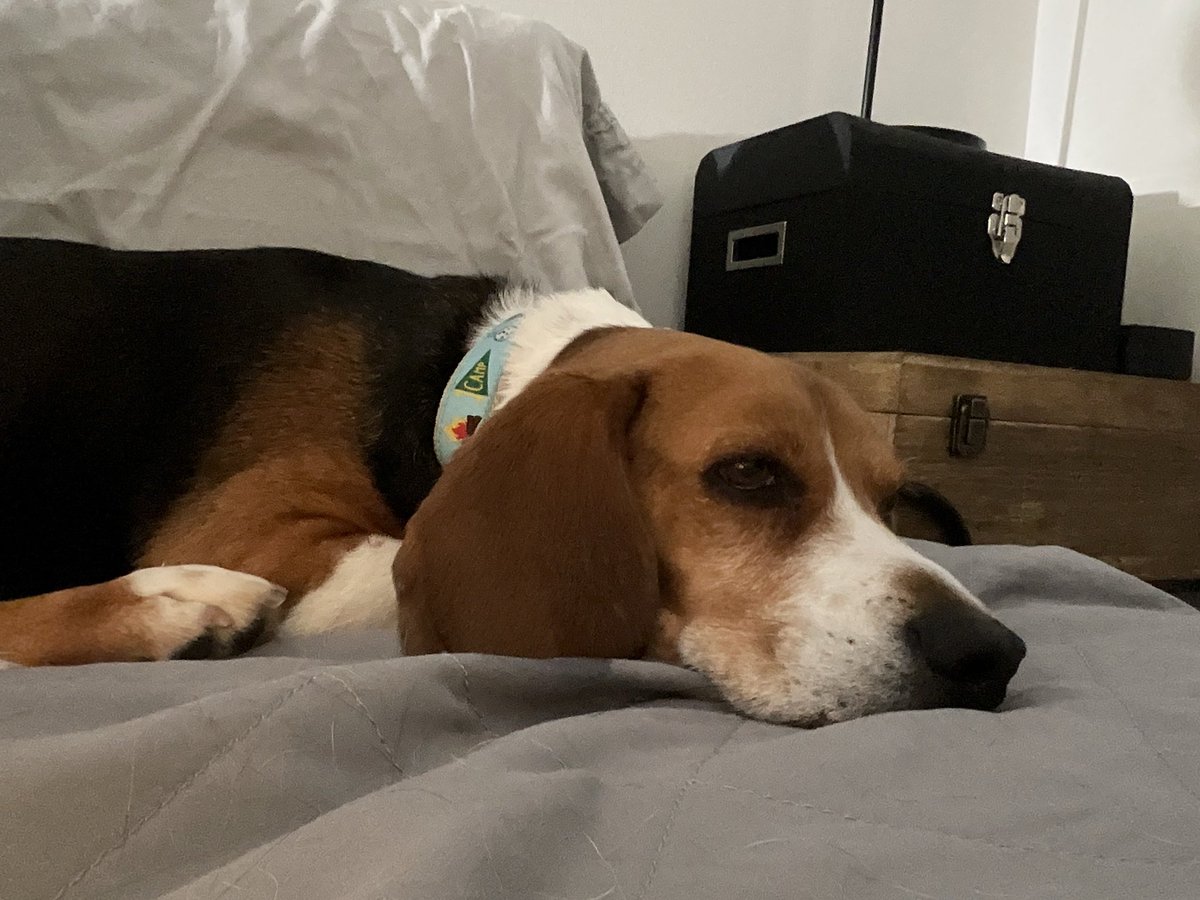 cfrancessmith's tweet photo. Pretzel ❤️ a close up. #beaglefacts https://t.co/4OUz3Dhwvr