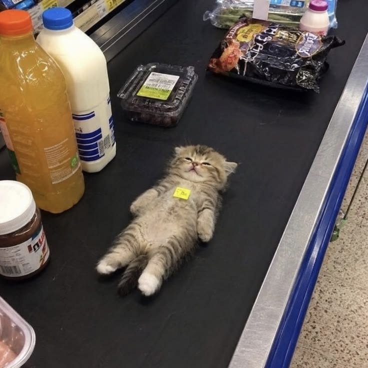 Catsillyness's tweet photo. On sale https://t.co/I1ooggy6Rn