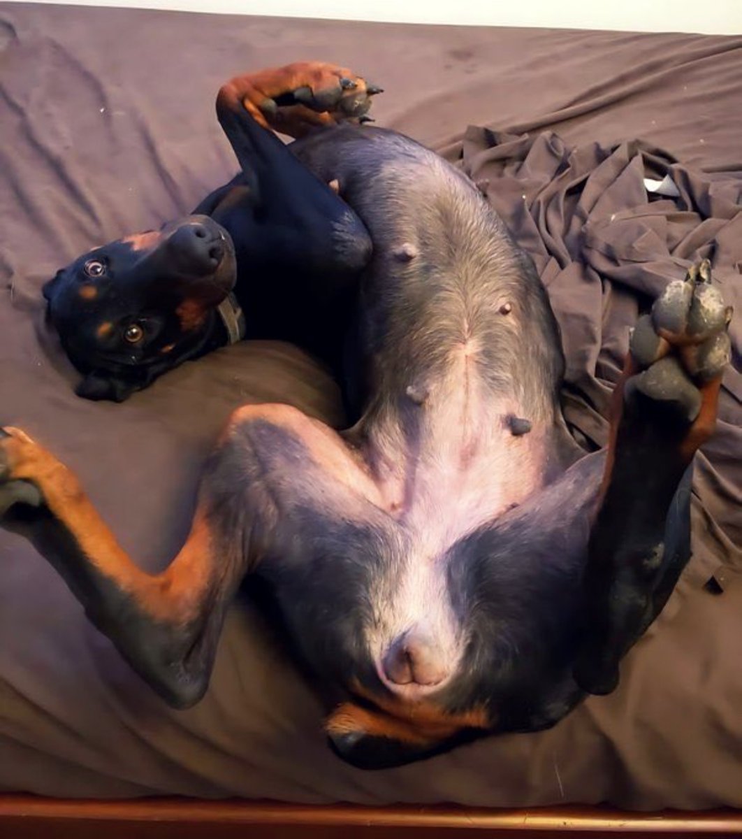 Babype2ym's tweet photo. This #Fur queen really knows how to steal the spotlight 🪩

Attention pics 🤩
Paws in the air 🐾
Dog💙
 
#zoopride Having A dog with a pawfect C00kie 🍪staring at me with those beautiful eyes is something special 

So we’ll create an unforgettable 💙scene 🎥 tonight #playtime https://t.co/ymwe1jY2L5