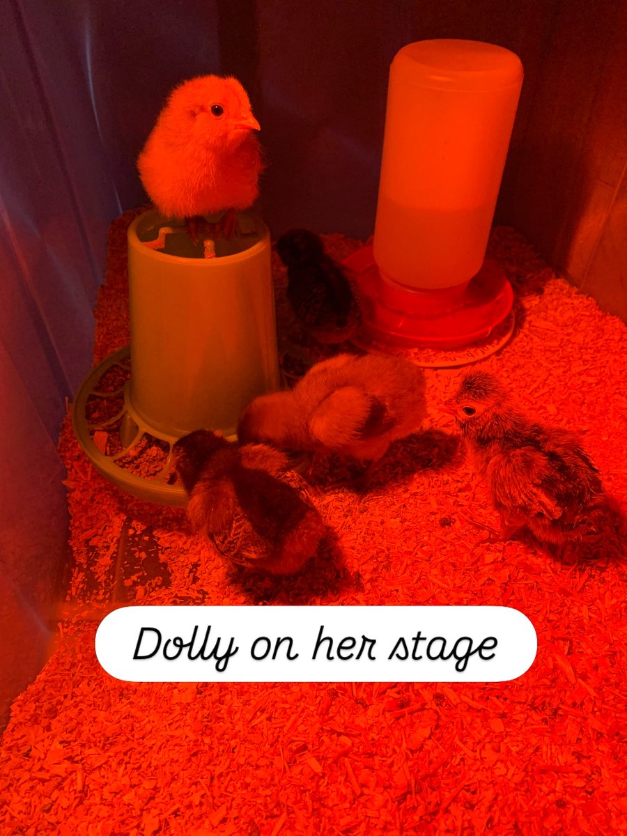 kmcswain1's tweet photo. Dolly just hatched but already on her stage, lights ready https://t.co/4cBNvHLCw9