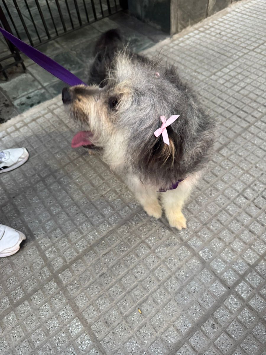 madeinkalos's tweet photo. ella es rubí, saluden a rubí https://t.co/A9rDpfIxOJ