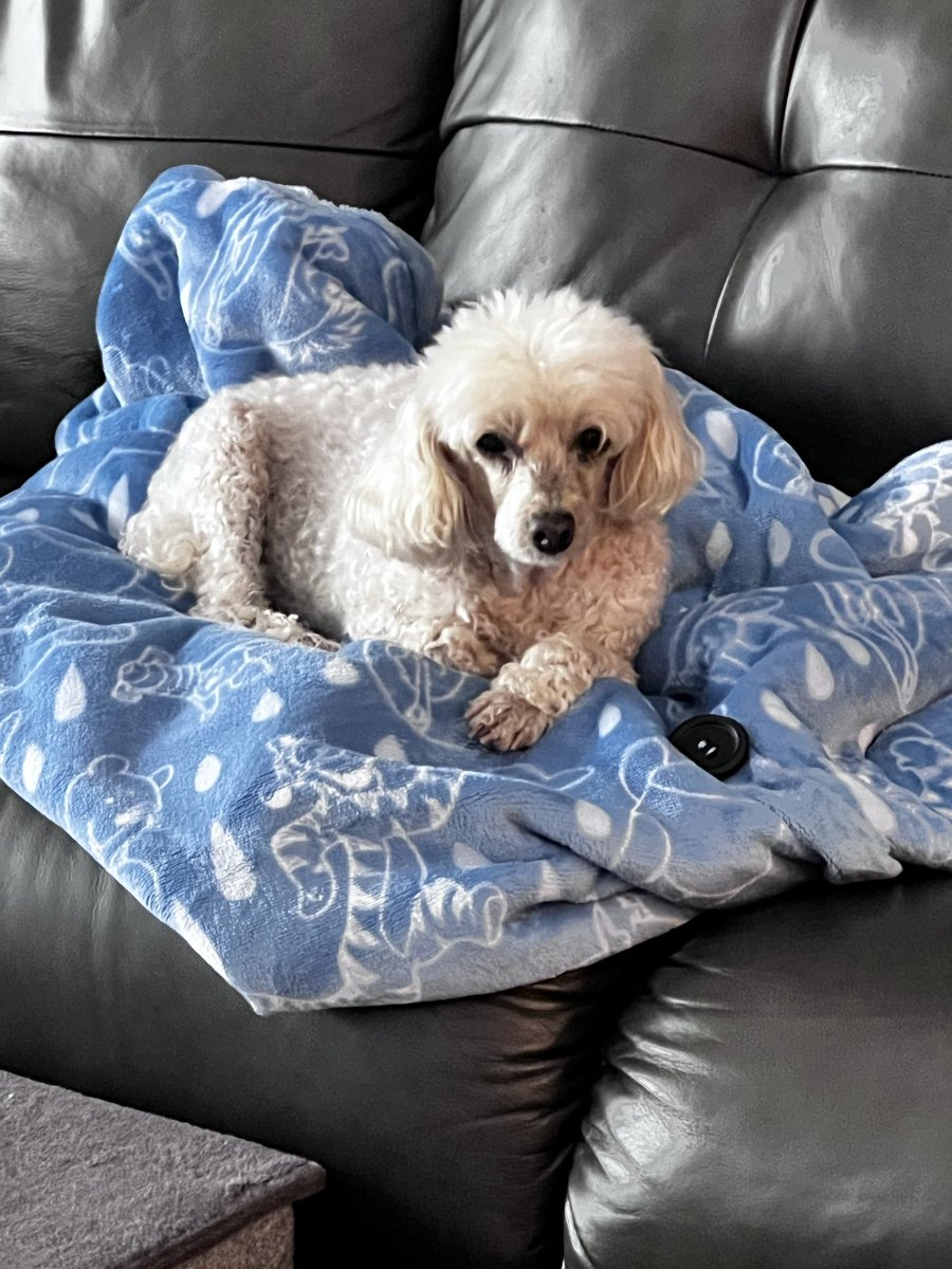 CandM2008's tweet photo. These girls really have it tough 🐩🐩 https://t.co/NbZv6gehbI