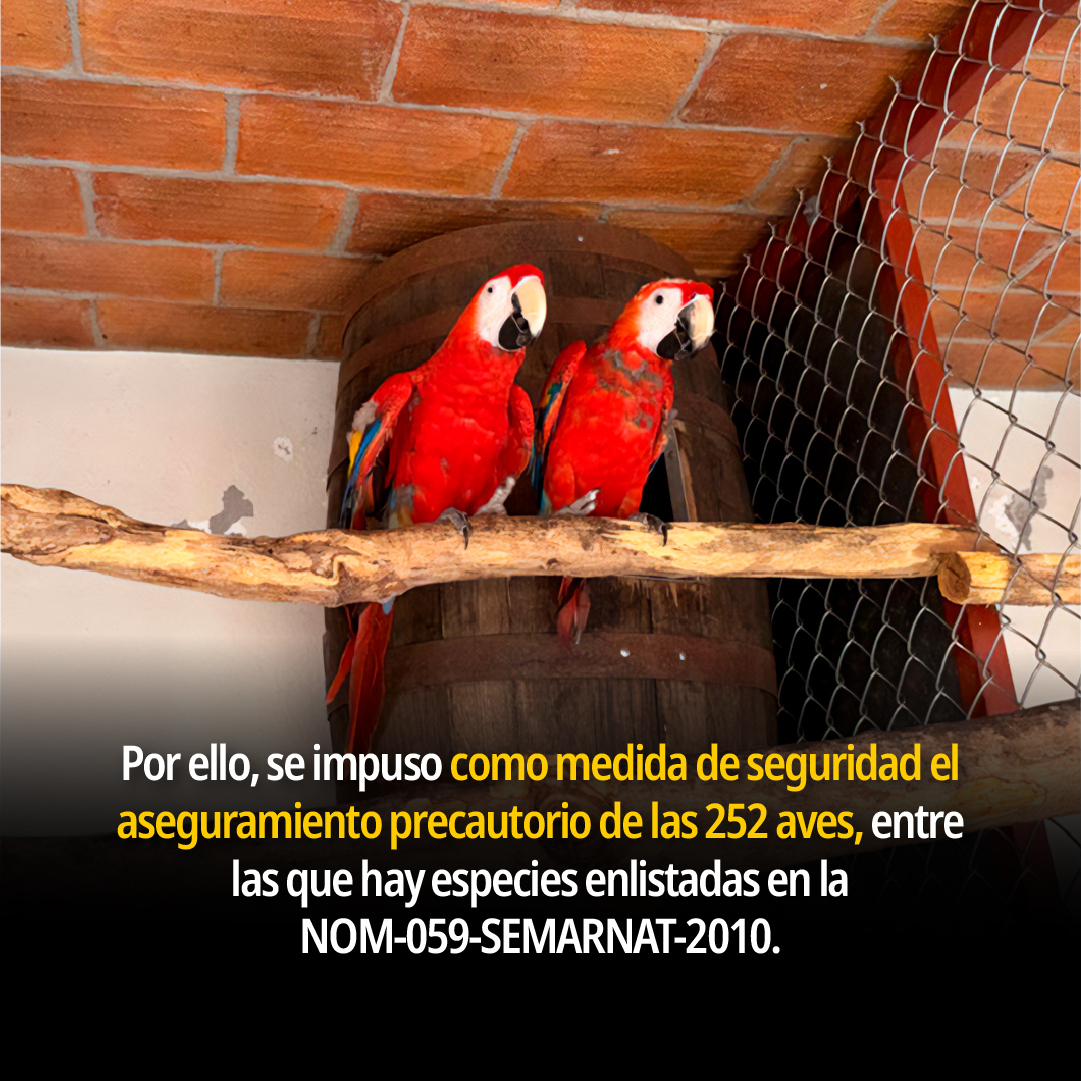 PROFEPA_Mx's tweet photo. 📍Sinaloa | Como resultado de la visita de inspección a un domicilio, la Profepa instauró un procedimiento administrativo y aseguró 252 aves. Esta acción fue posible gracias al aviso de la @Defensamx1  
👉🏼 Más detalles: https://t.co/Y3ok1BoxrS https://t.co/QJUqpjq1xe
