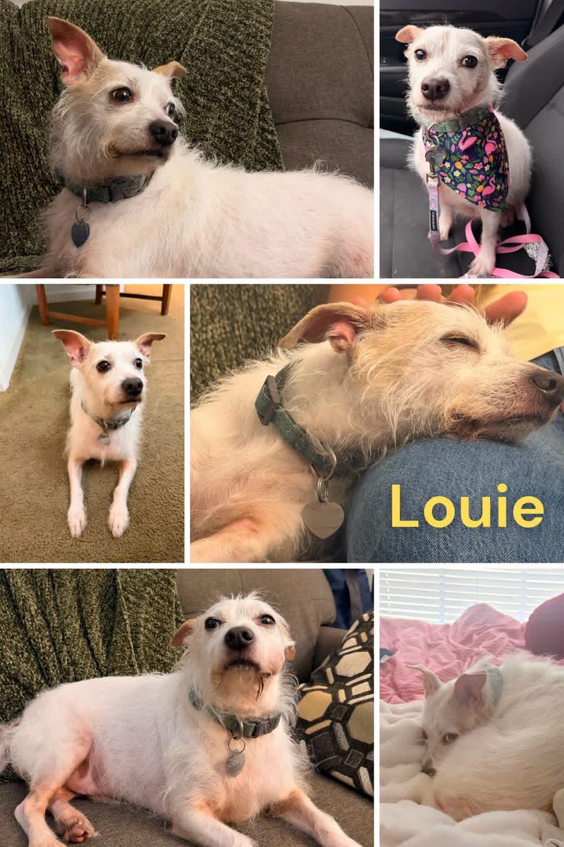 SPCAofTC's tweet photo. Need a fuzzy little dog in your life? Meet Louie! His foster says: 

"He's quite the lap dog and will always want to be either on top of or sitting next to someone 24/7. He is fully potty trained, and likes to take his time on walks, sniffing everything. https://t.co/CfjNKXXQYW