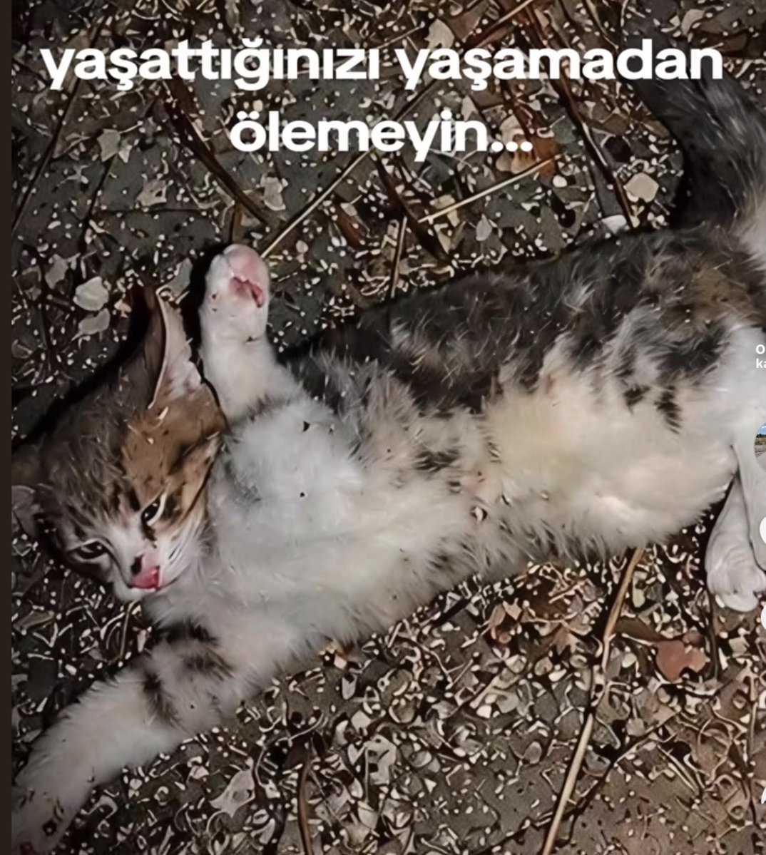 yassiyassimmm's tweet photo. Senin unutulmana müsaade etmeyeceğiz. Öyle veya böyle cezanı çekeceksin oe!!! 
#SessizCanlarınSesiOl https://t.co/jfGqXwZjxj