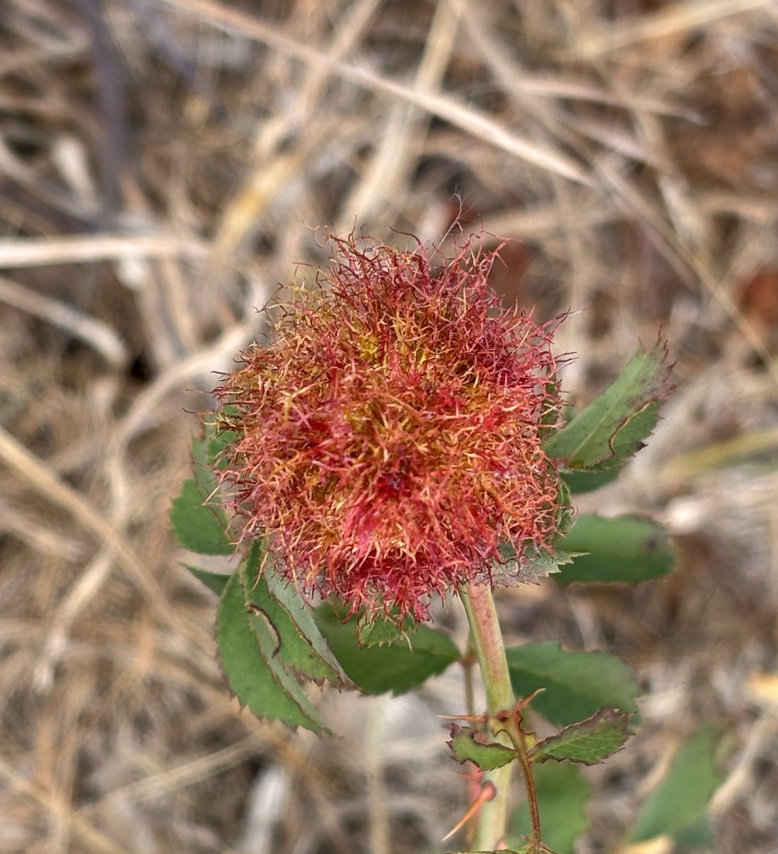 edmondslyn's tweet photo. A little brightness in a parched field, a Robin's Pincushion, also known as a 'Bedeguar Gall' caused by the larvae of a tiny gall wasp, Diplolepis rosae; seen growing on a dried wild rose stem close to the ground
#WildWebsWednesday #Galls #InsectThursday https://t.co/jenZTzFHDS