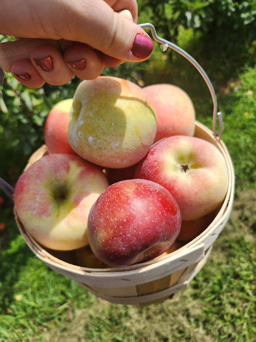Kimberlyannasky's tweet photo. Me and Casey went Apple picking for our September date!!🍎🍏🚜🧺 
It was amazing  &amp; would want to do this again!💗
#VAKimberlySky #BlogUpDate #LifeInGsneral https://t.co/QySWEJHwGr