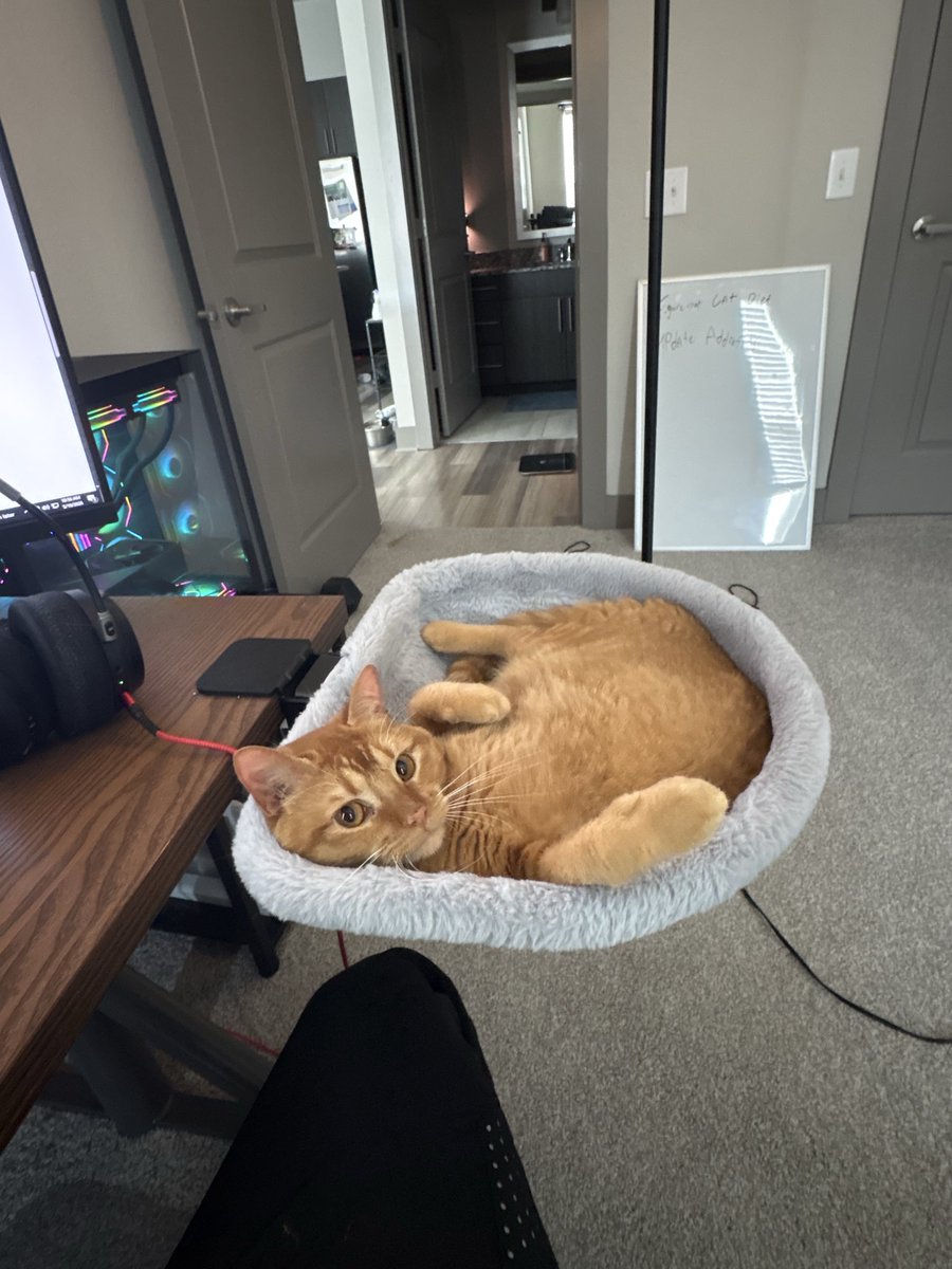 foxyllama11's tweet photo. Since its national ginger cat day. 

Its National Claire day then. https://t.co/L6QIsUXYCF