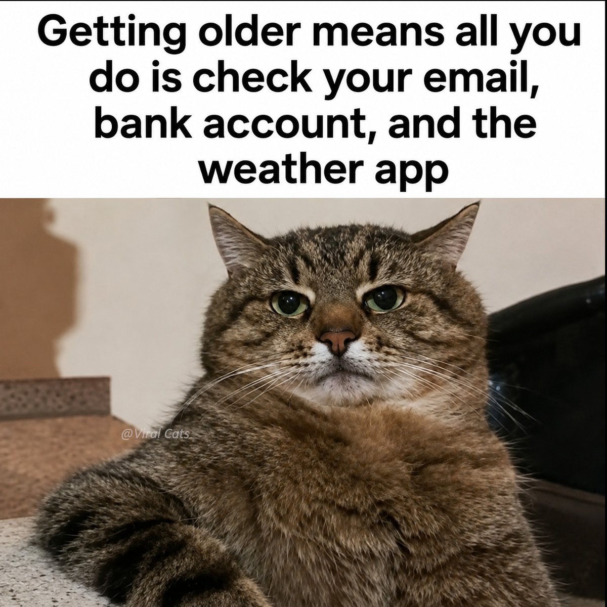 _ViralCats_'s tweet photo. Pretty much 😂 https://t.co/dWxHatEbqd