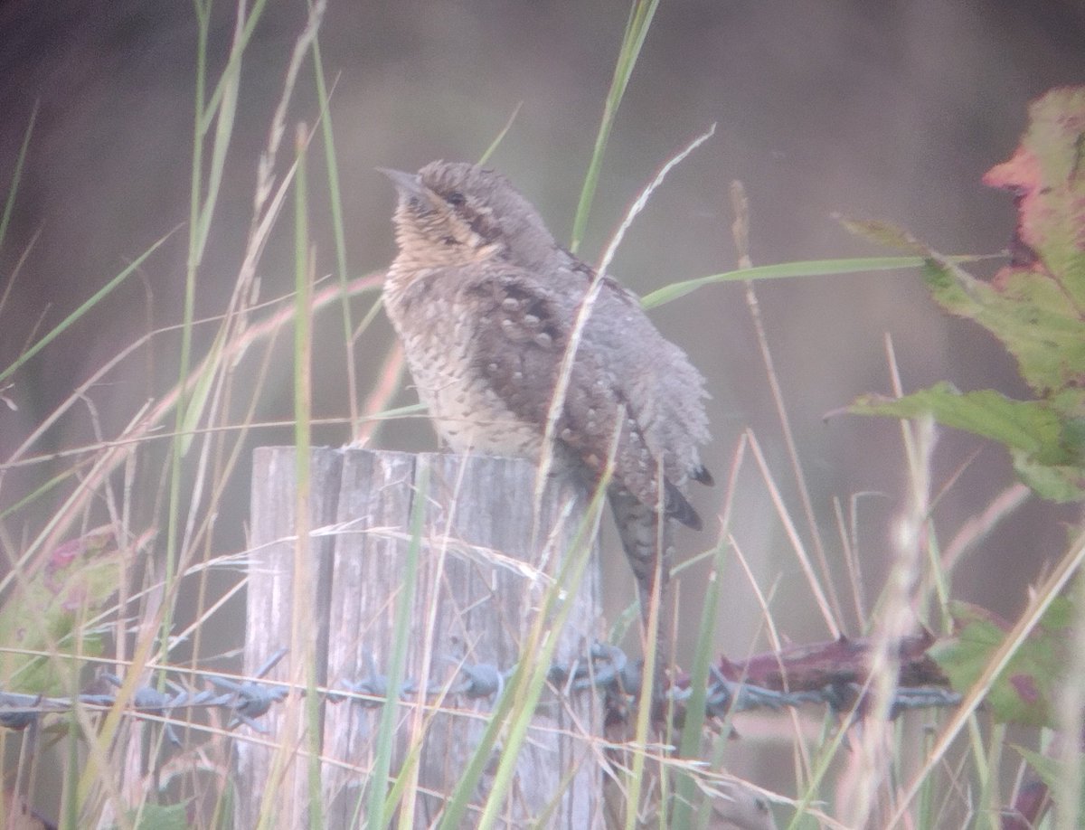 snowboundsheep's tweet photo. Some #phonescoped video &amp; photo of the Wryneck at #rspbfreistonshore this evening #lincolnshire @lincsbirders @Lincsbirding #rbnLIN https://t.co/gTUEntminz