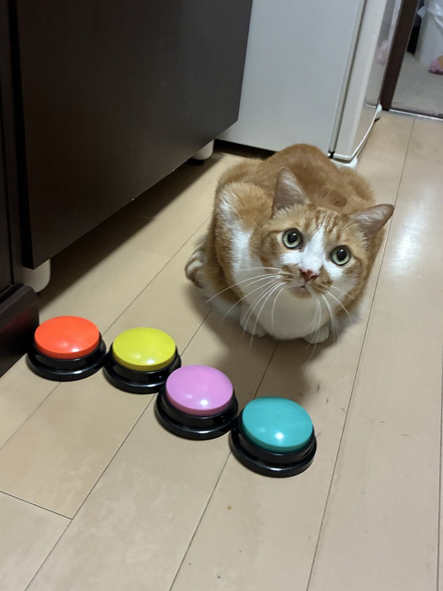 milkymango's tweet photo. みにゃさま
おはようにゃん😺🍀

ボクは
朝ごはん
しっかり食べる派にゃ🐈❣️

まだかにゃ〜🎵 https://t.co/9Q5qvpG6Ek