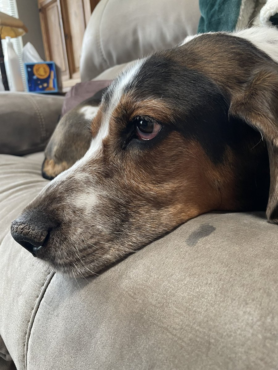Gusterbear's tweet photo. Hihihi. Karls had throwups all night. Has to go to vet. Worst day ever. https://t.co/G62olTVde2