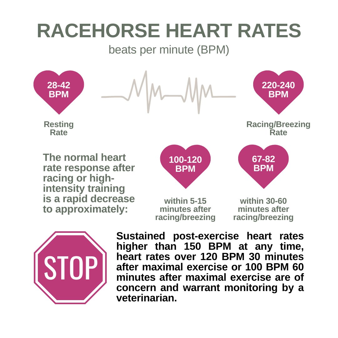 hisa_us's tweet photo. September is National Atrial Fibrillation Awareness Month! ❤️

AFib in Thoroughbred horses is a leading cause of exercise-associated sudden death.

Throughout the month, we'll be sharing special content on AFib prevention and what you can do to help. Stay tuned!

#AFib #Heart https://t.co/Mhl5meV9ro
