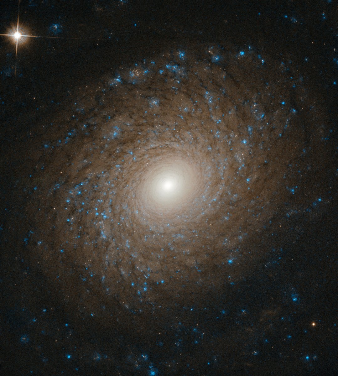 universal_sci's tweet photo. The impressive symmetry captured here underscores the rich complexity of galaxy NGC 2985. 

Its spiral arms wind outward from a bright, concentrated core, opening up as they go and eventually fading into the surrounding void.

(Credit: ESA/Hubble &amp; NASA, L. Ho) https://t.co/dTuDIAq7jd