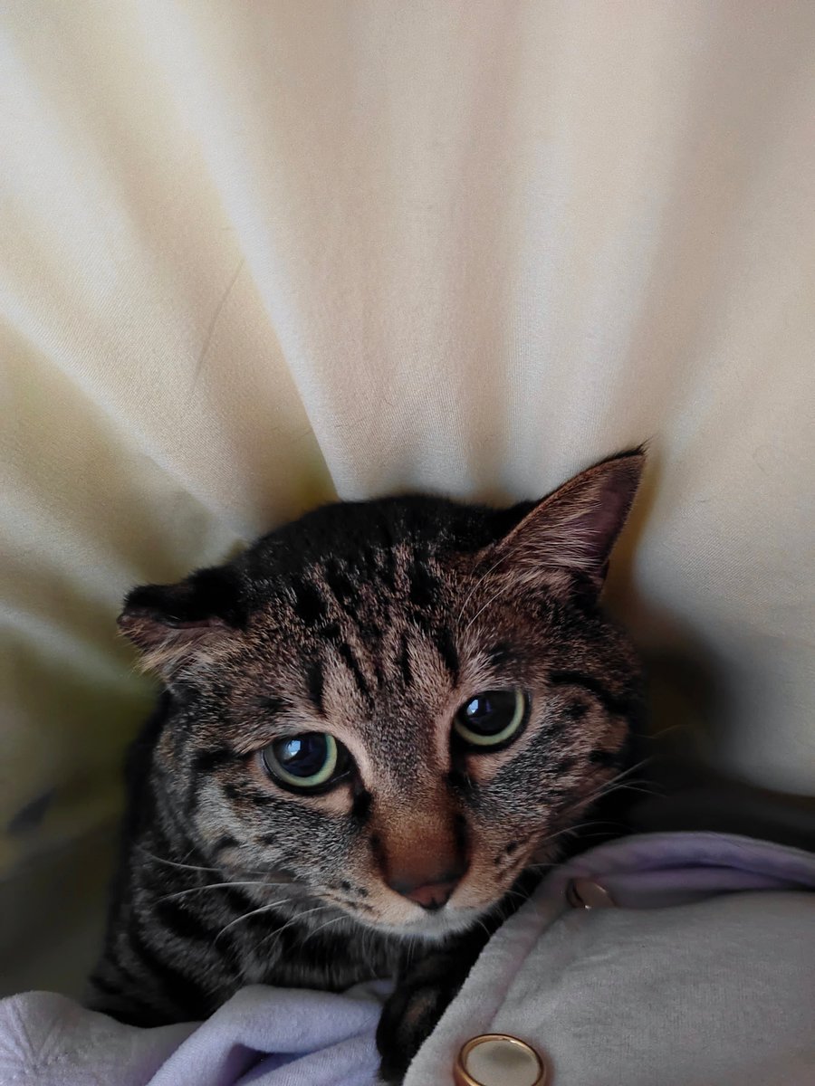 yu028e3o's tweet photo. 小猫咪小猫咪，非要在妈妈身上睡觉的小猫咪 https://t.co/I3GbZism0t
