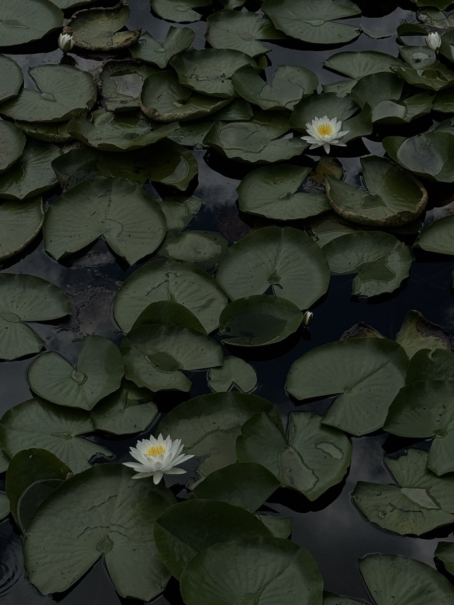 Elliee2162's tweet photo. stillness in the chaos ♥︎ https://t.co/X7godEgZmu