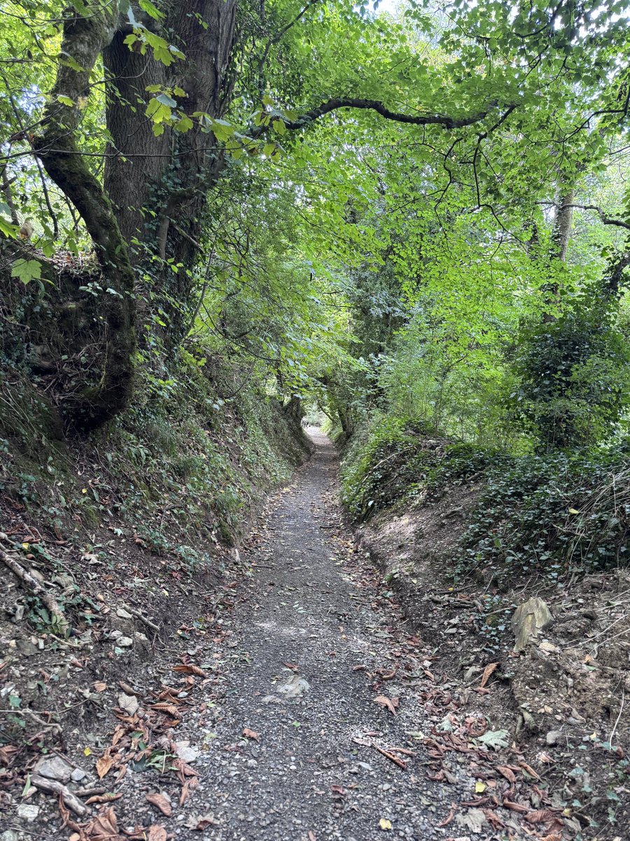 stormabigail27's tweet photo. A few views from this arvo's walk. It's definitely autumn. Berries everywhere. Some edible. Some not 💀.
Every cluster of blackberries has a shield bug guarding it somewhere. https://t.co/Dr6bEO76eO