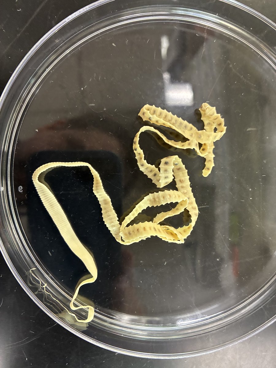 ParasiteGal tweet picture