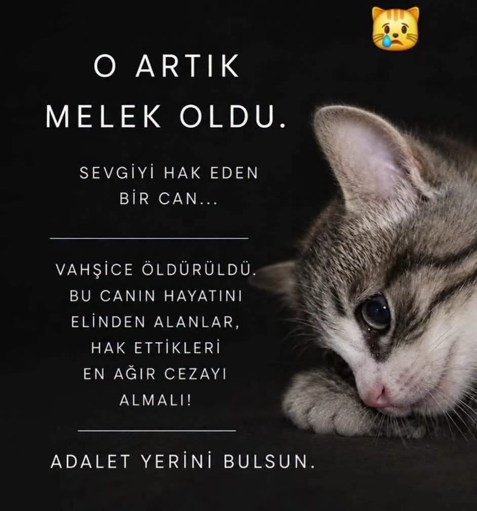 vncrms's tweet photo. Bir canın çığlığı duyulmuyorsa, daha çok bağırmalıyız.
Susma. Görmezden gelme. Ses ol!
#sessizcanlılarınsesiol https://t.co/jxMT1llS8g