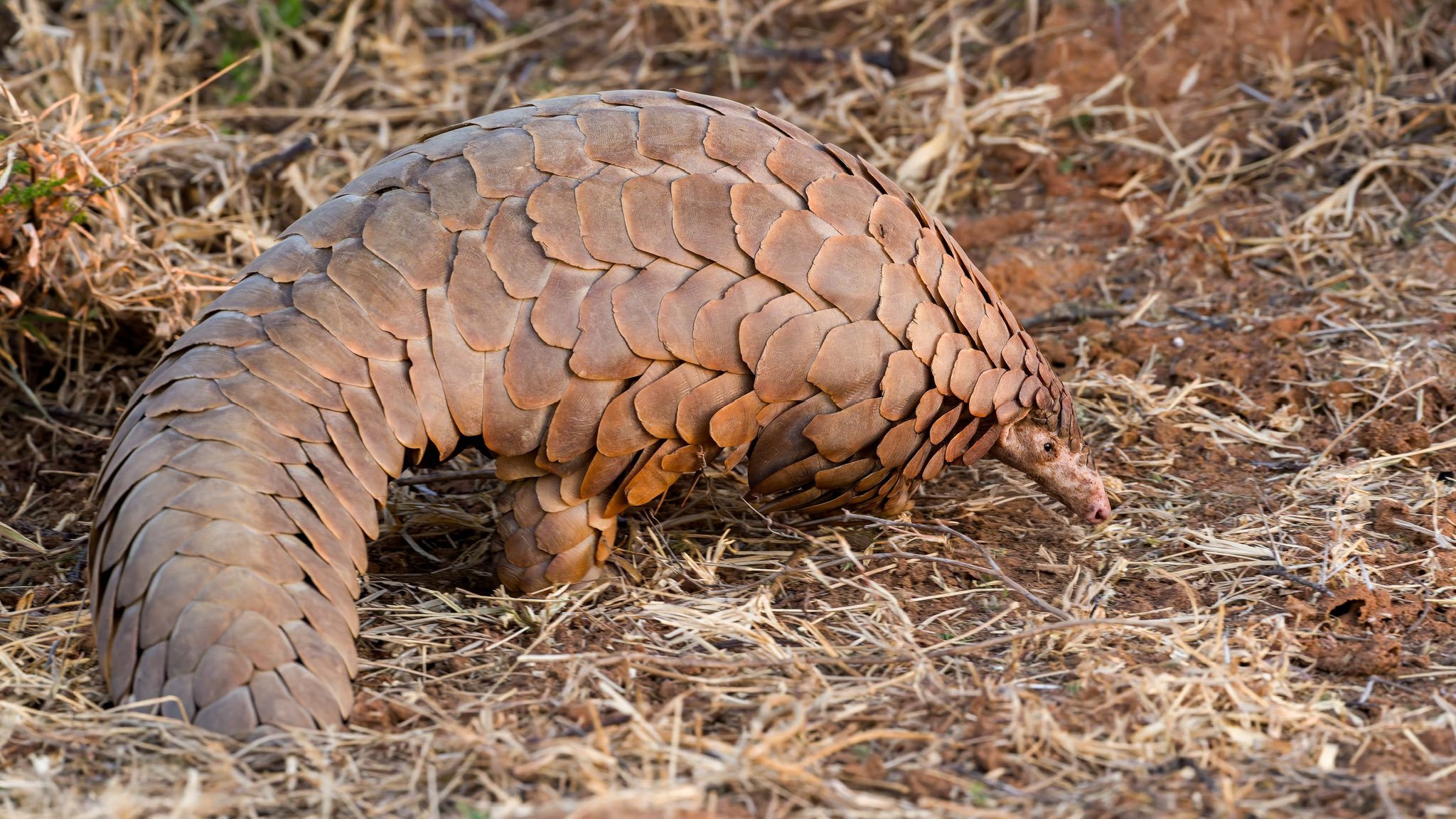 caren-jahre-on-x-rare-daytime-sighting-of-a-pangolin-scaly-anteater