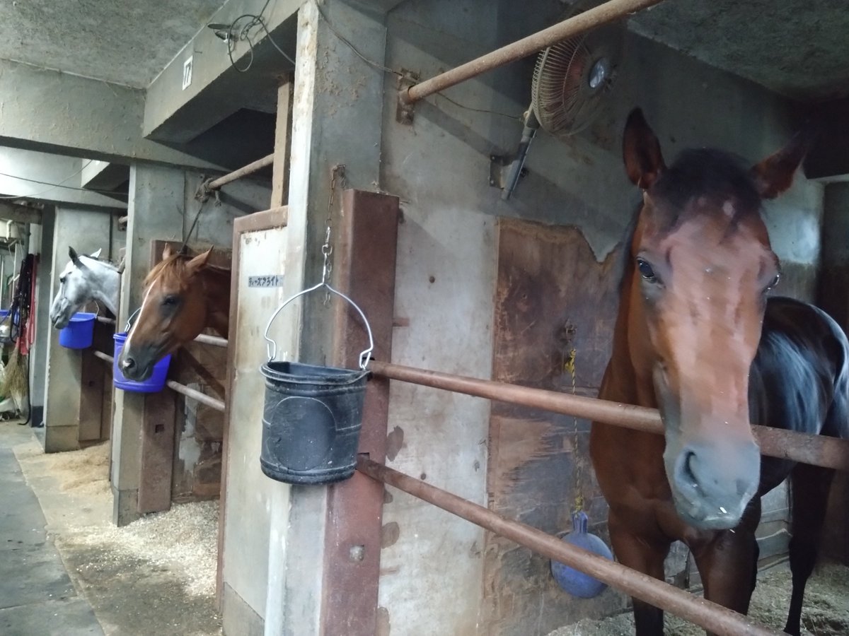 kyuumuin_t's tweet photo. 集合写真🤳　🐴🐴🐴

#ゴールデンコマンチ　さん
#ティーズアライト　さん
#ノーブルプラチナ　さん https://t.co/fdSo0az7W7