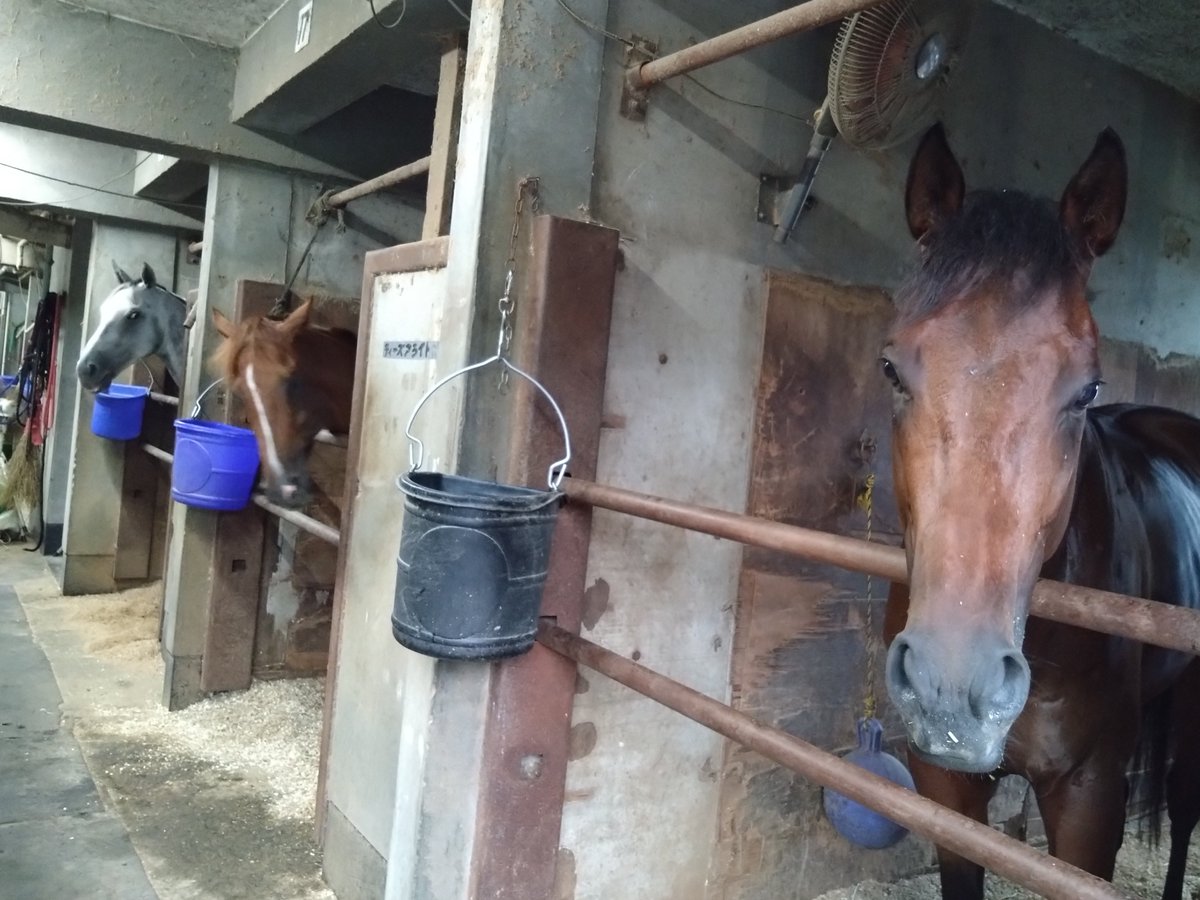 kyuumuin_t's tweet photo. 集合写真🤳　🐴🐴🐴

#ゴールデンコマンチ　さん
#ティーズアライト　さん
#ノーブルプラチナ　さん https://t.co/fdSo0az7W7