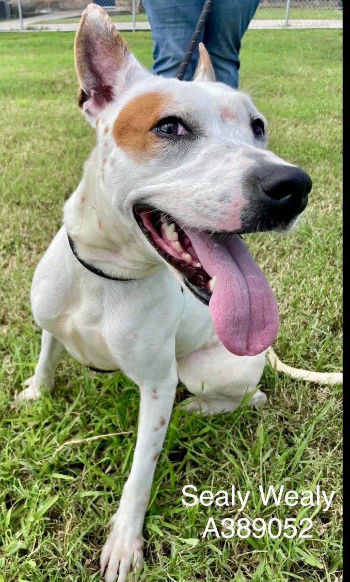 LeporidaeCheryl's tweet photo. ���️EMERGENCY for SEALY WEALY‼️

TORN ACL!!! 

Due to this Injury SEALY WEALY #A389052 is Rescue ONLY & Due to be EUTHANIZED on 9️⃣/1️⃣5️⃣ Unless we can Raise Enough Pledges for a Medical Rescue 🛟 by then!! 

Please help!! She's a PHENOMENAL Pup who deserves to be happy!!

In INTENSE Pain 😩 at #CorpusChristiACS .