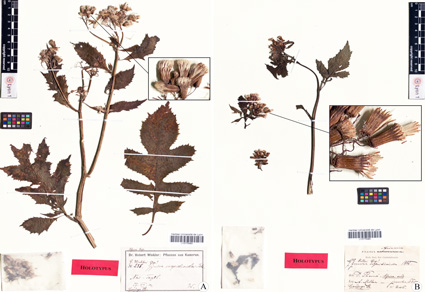 Phytotaxa's tweet photo. The identities of #Gynura molleri, G. papillosa, and G. winkleri (#Asteraceae: #Senecioneae) from West Africa
#taxonomy
https://t.co/NnIba6AOuu https://t.co/OQpz3tX25J