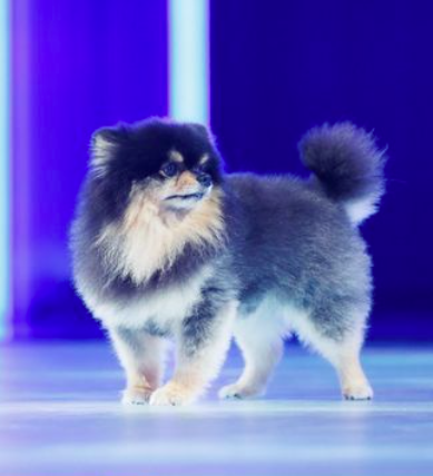 AboutMusicYT's tweet photo. 3 years ago today, Taehyung's dog, Yeontan, made his debut stage. https://t.co/ifJsNFcYAO