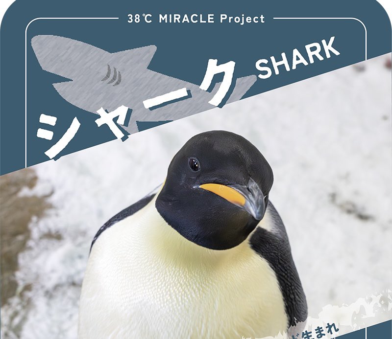pandalfee358's tweet photo. ありがたくもコウテイペンギンの命名者になりました🎉

しかも3羽も
💙🐧💚🐧❤️🐧 ｳﾌｯ

#アドベンチャーワールド 様ありがとうございます❣️

パンダ アジアゾウ コウノトリに続きこのたびも絶滅危惧種の命名をすることができ感無量ﾃﾞｽ
#コウテイペンギン
#エンペラーペンギン
#絶滅危惧種 https://t.co/tvnp5lrsBQ