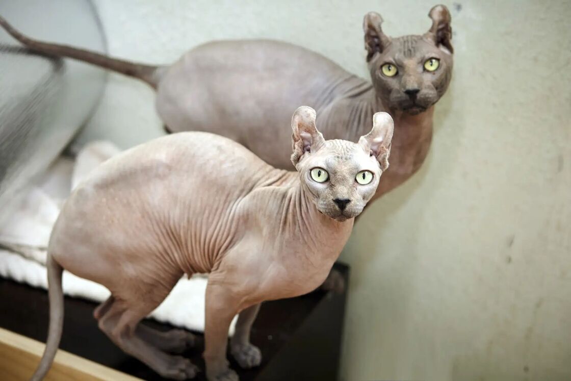 zverikivdar's tweet photo. #Москва
Мы срочно ищем дом, для двух семилетних котодетей.
Одним холодным утром их просто выставили на улицу в клетке.  
Мальчик и девочка могли только прижиматься друг к другу, чтобы согреться. https://t.co/MOkG9OC4Cv