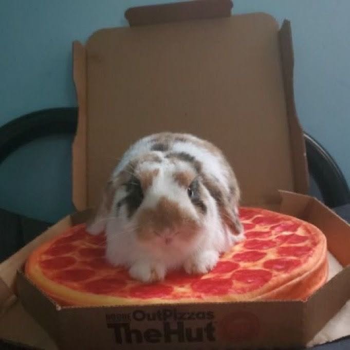 TheSoggus's tweet photo. there is a hare in my pizza https://t.co/nlwrJOXmRO