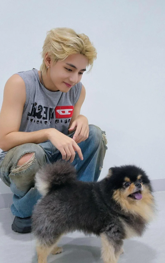 AboutMusicYT's tweet photo. Happy birthday to the Taehyung's angel dog, Yeontan, who would've turned 9 years old today. https://t.co/EHkWk22rkW