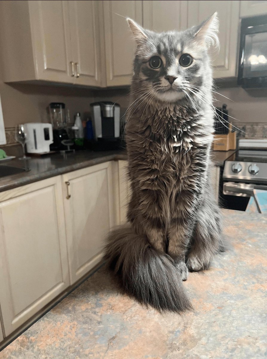 zirathis's tweet photo. why is this cat so big??? help.... im so scared https://t.co/3A9jZcoRel